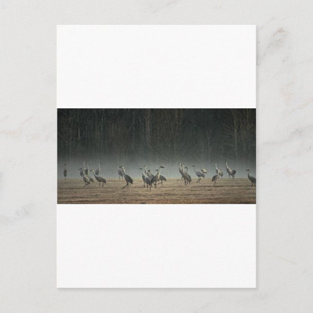 Carte Postale Grues de Sandhill dans le marais printanier du déb (Devant)
