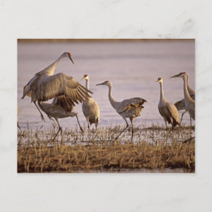Carte Postale Grues du Canada Grus canadensis) Platte
