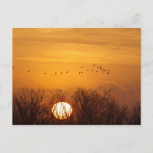 Carte Postale Grues du Canada silhouettées sur le soleil levant
