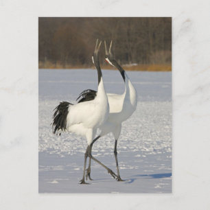 Carte Postale Grues japonaises dansant sur la neige