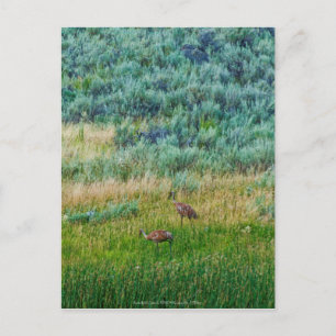 Carte Postale Grues Sandhill