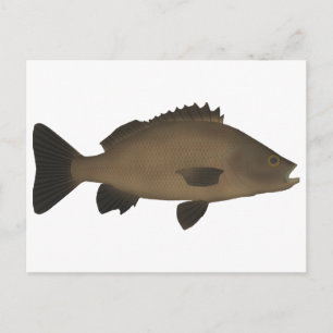 Carte Postale Grunter