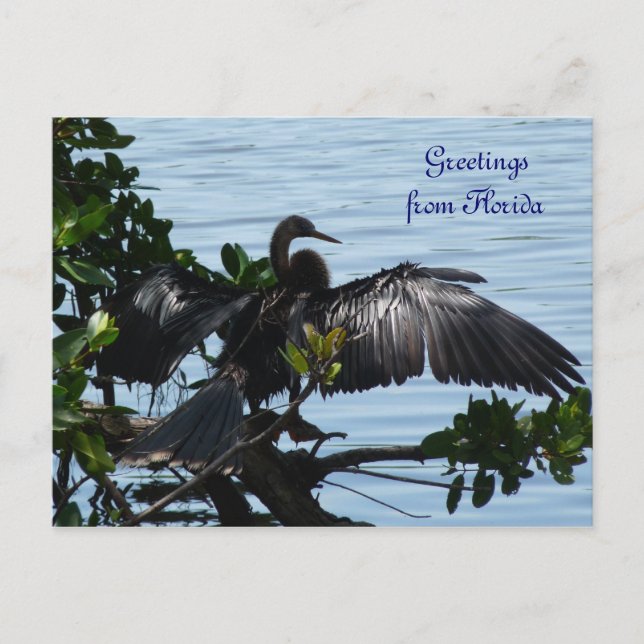 Carte Postale Grüße aus Florida Grußkarte Postkarte (Devant)