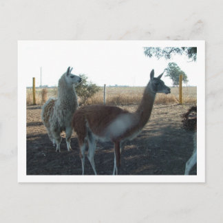 Carte Postale guanaco et llama