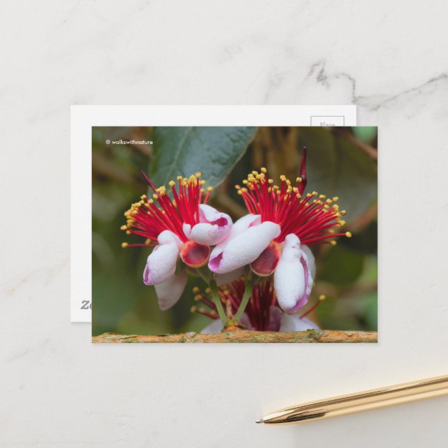 Carte Postale Guava ananas / Guavasteen / Feijoa (Devant/Arrière en situation)