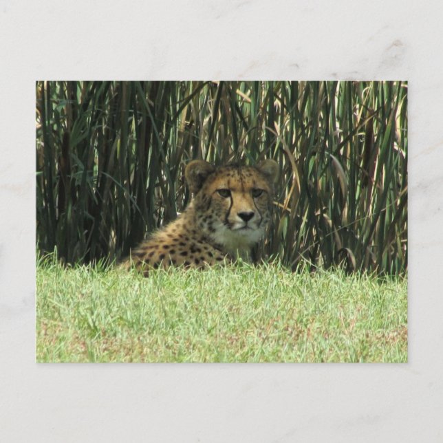 Carte Postale guépard (Devant)