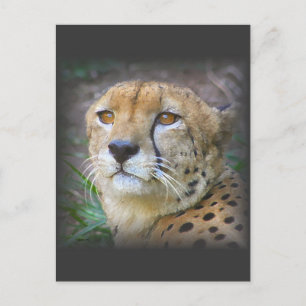 Carte Postale guépard