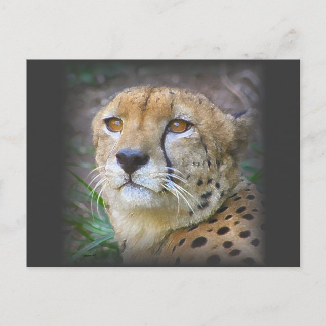 Carte Postale guépard (Devant)
