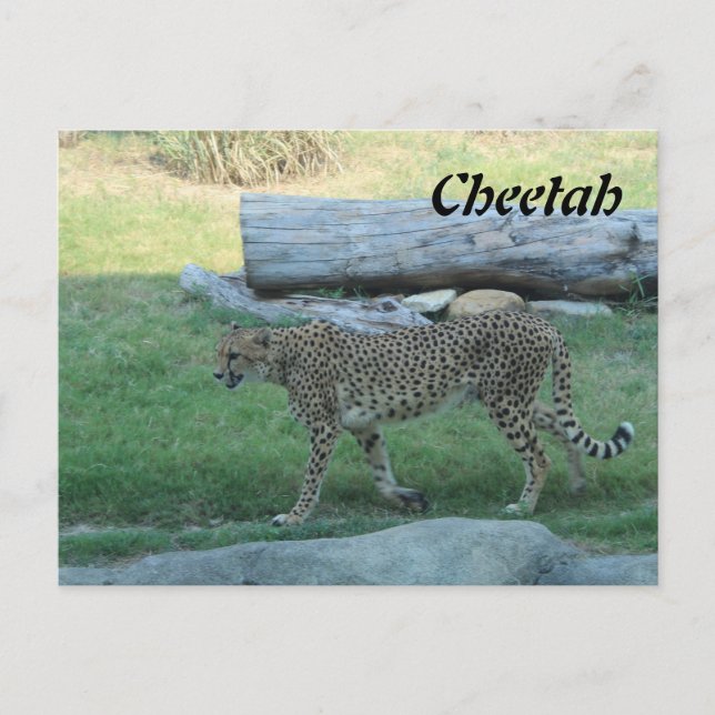 Carte Postale Guépard # 1 (Devant)