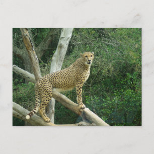Carte Postale Guépard debout sur une branche d'arbre