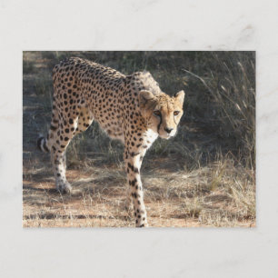 Carte Postale Guépard faune en marche