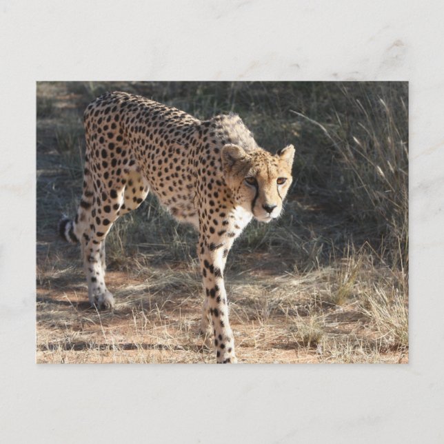 Carte Postale Guépard faune en marche (Devant)