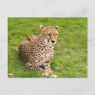 Carte Postale Guépard faune sauvage couché