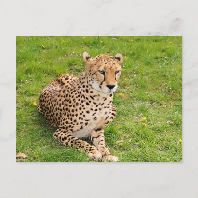 Carte Postale Guépard faune sauvage couché (Devant)