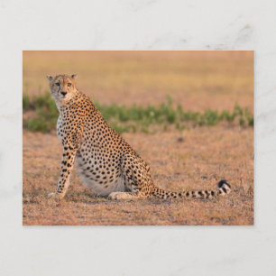 Carte Postale Guépard se reposant tôt le matin