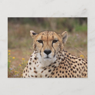 Carte Postale Guépard vous regardant fixement