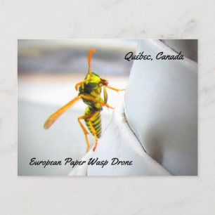 Carte Postale Guêpe à papier européenne (Polistes dominula) dron