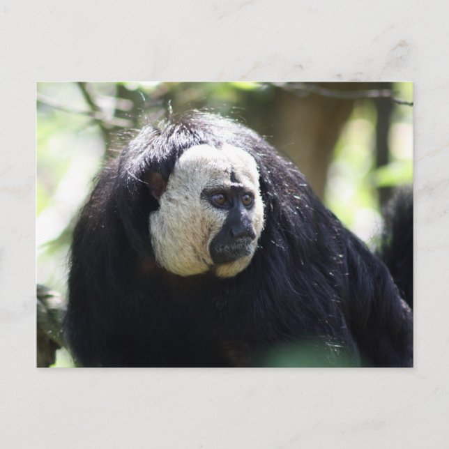 Carte Postale Guianan saki (Devant)