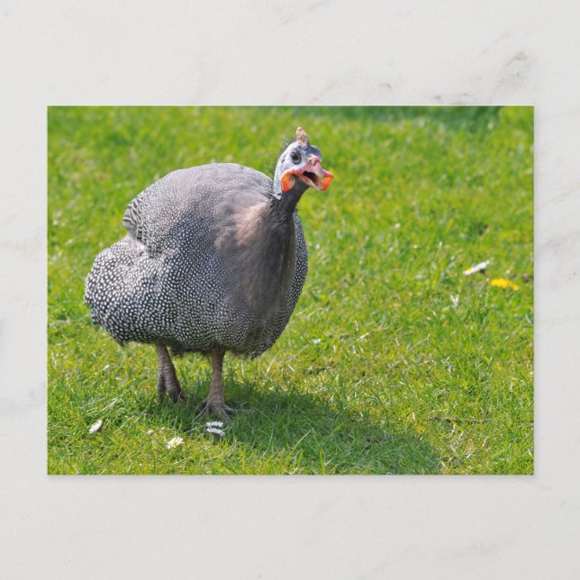 Carte Postale Guineafowl castré sur l'herbe (Devant)