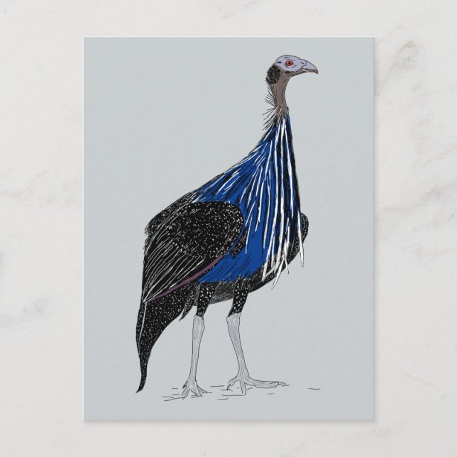 Carte Postale Guineafowl Vulturine (Devant)