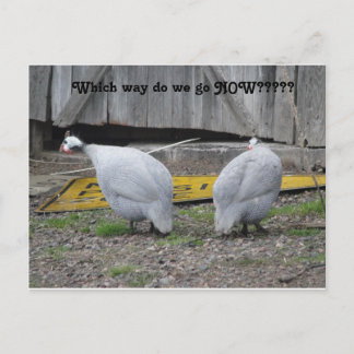 Carte Postale Guineas comment allons-nous maintenant