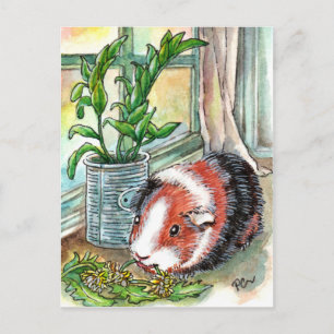 Carte Postale Guinée Pig by the Window