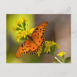 Carte Postale Gulf Fritillary alias Papillon de la Passion sur V