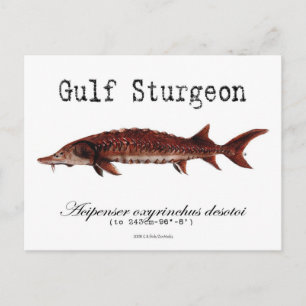 Carte postale Gulf-White