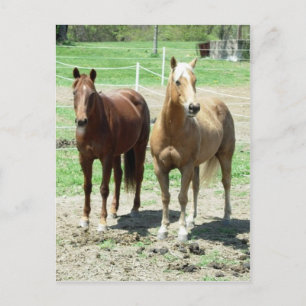 Carte Postale Gumpy et Limited