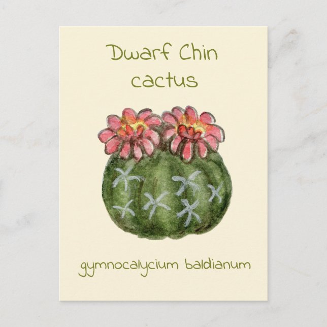 Carte postale Gymnocalycium Baldianum cactus (Devant)