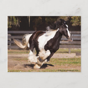 Carte postale Gypsy Gold Gypsy