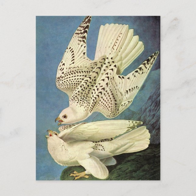 Carte Postale Gyrfalcon, John James Audubon (Devant)