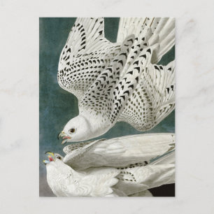 Carte Postale Gyrfalcon par John Audubon