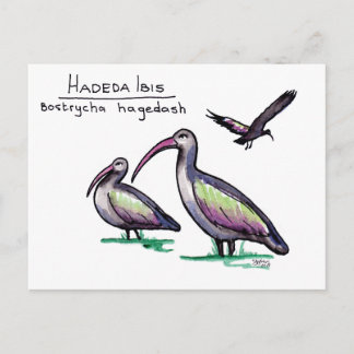 Carte postale Hadeda Ibis
