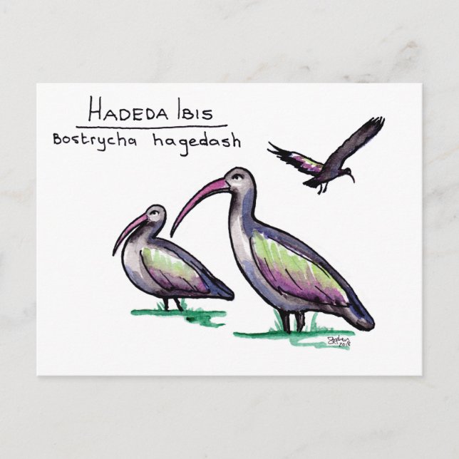 Carte postale Hadeda Ibis (Devant)