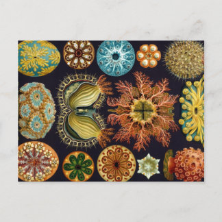 Carte Postale Haeckel Ascidiae plusieurs produits sélectionnés