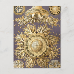 Carte Postale Haeckel Discomedusae