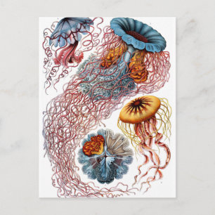 Carte Postale Haeckel Discomedusae