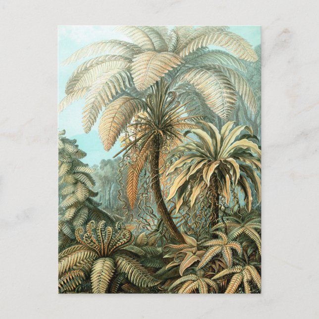 Carte Postale Haeckel Filicinae (Devant)