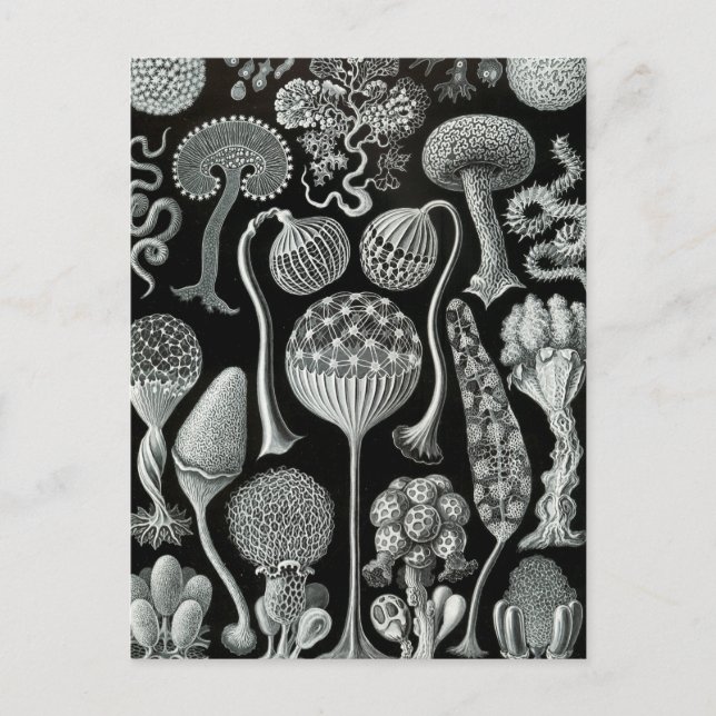 Carte Postale Haeckel Mycetozoa (Devant)