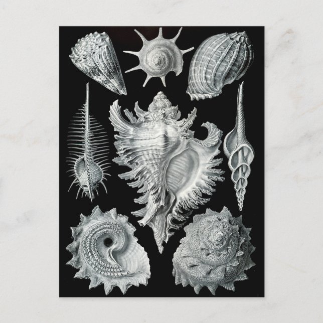 Carte Postale Haeckel Négatif (Devant)