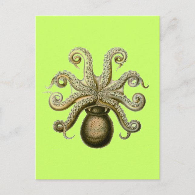 Carte Postale Haeckel Octopus (Devant)