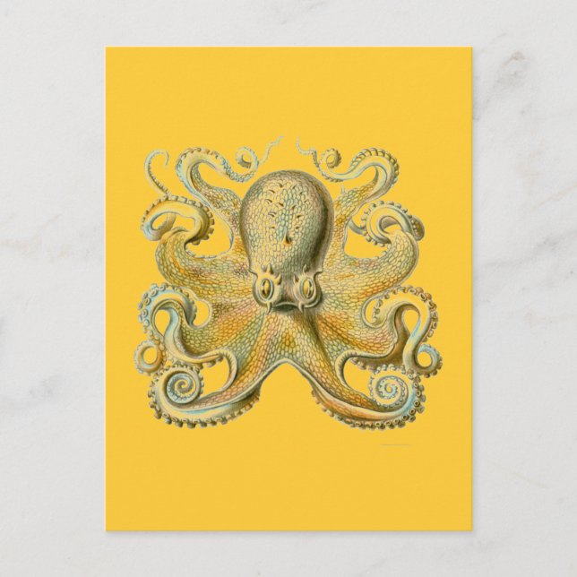 Carte Postale Haeckel Octopus (Devant)