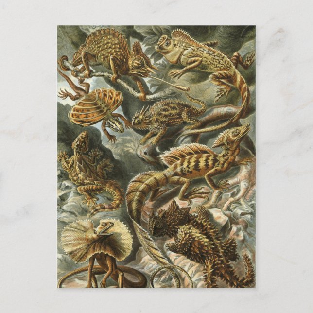 Carte Postale Haeckel Reptiles (Devant)