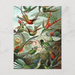 Carte Postale Haeckel Trochilidae