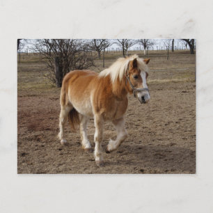 Carte Postale Haflinger