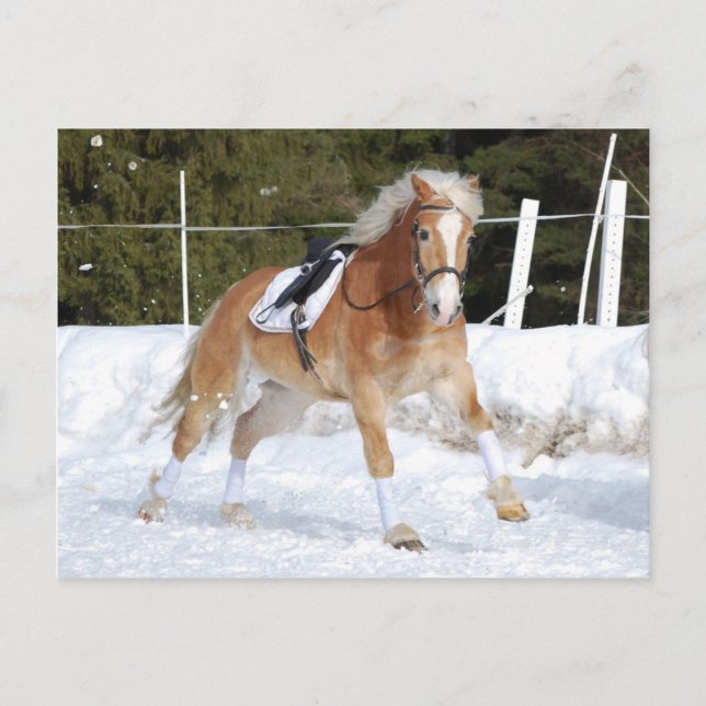 Carte Postale Haflinger 4 (Devant)
