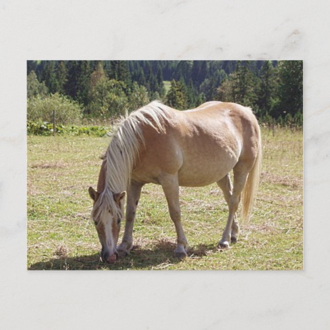 Carte Postale Haflinger Palomino Pony en été Pony Photo (Devant)