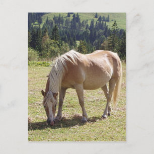 Carte Postale Haflinger Palomino Pony en été Pony Photo