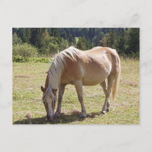 Carte Postale Haflinger Palomino Pony en Pâtes Vertes Photo